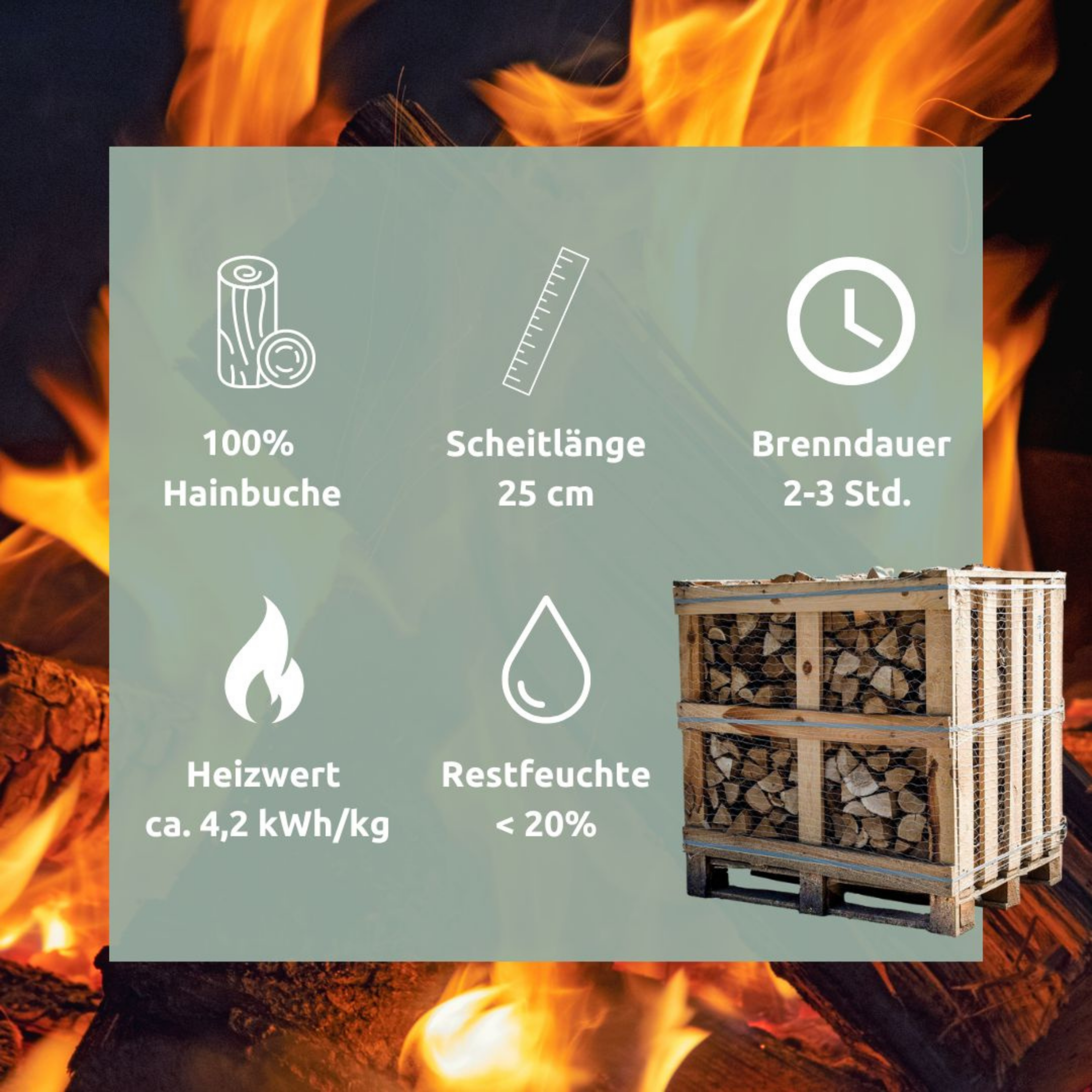 Brennholz Hainbuche Kammergetrocknet 25 cm 1RM/ 1,6 SRM